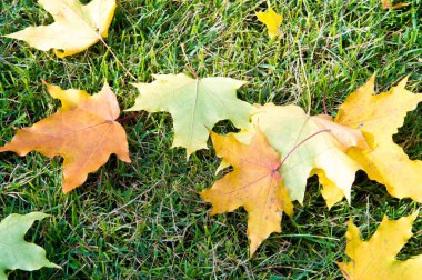 Doku, arka plan, desen. Yere sarı kırmızı sonbahar yaprakları, güzel halı sonbahar yaprakları