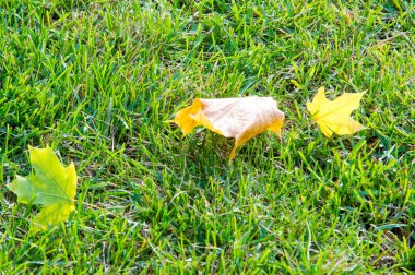 Doku, arka plan, desen. Yere sarı kırmızı sonbahar yaprakları, güzel halı sonbahar yaprakları