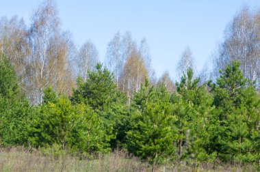 manzara Bahar Orman, orman kenarı. Orman Glade. otların arasında kar ile yere için baskı. Bahar Orman kenarı. Nisan.