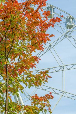 Doku, arka plan, desen. Kırmızı sarı yeşil ağaç yaprak. Rowan