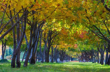 Doku, arka plan, desen. Mountain ash, sarı kırmızı yakut yaprak. Gül ailesinin bileşik yaprak, beyaz çiçekler ve kırmızı meyveler ile küçük bir yaprak döken ağaç.