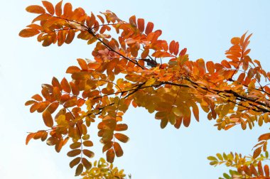 Doku, arka plan, desen. Kırmızı sarı yeşil ağaç yaprak. Rowan