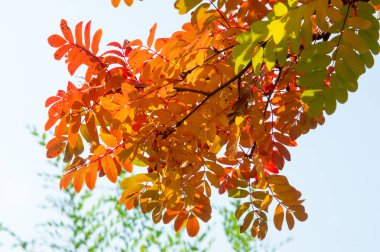 Doku, arka plan, desen. Kırmızı sarı yeşil ağaç yaprak. Rowan