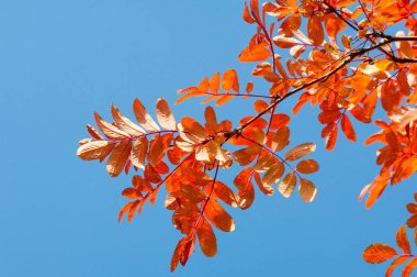 Doku, arka plan, desen. Kırmızı sarı yeşil ağaç yaprak. Rowan