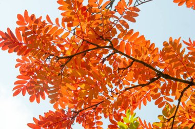 Doku, arka plan, desen. Mountain ash, sarı kırmızı yakut yaprak. Gül ailesinin bileşik yaprak, beyaz çiçekler ve kırmızı meyveler ile küçük bir yaprak döken ağaç.