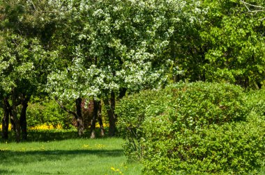 Bahar manzara, elma. Bahar çiçekleri. Bir arka plan doğa, bahar çiçekleri çiçek açması bir elma. Romantik zerafet Vintage Illustration yaprak ve çiçek bir elma ağacının ile