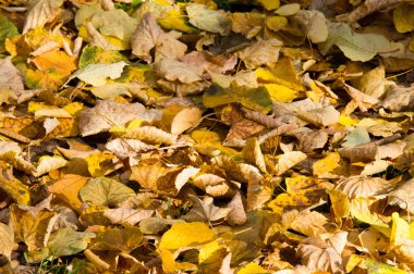 Doku, arka plan, desen. Sonbahar yaprakları yaprakları yere. Kırmızı sarı yakut