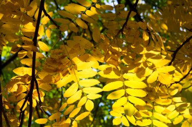 Doku, arka plan, desen. Kırmızı sarı yeşil ağaç yaprak. Rowan