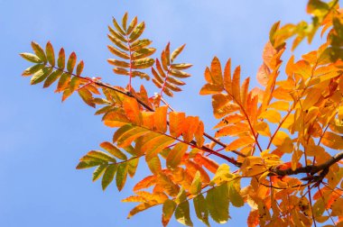 Doku, arka plan, desen. Kırmızı sarı yeşil ağaç yaprak. Rowan