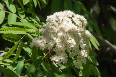 Dağ kül çiçekler. Dağ kül makro çiçekler. Çiçekler bahar orman içinde büyüyen bir ağaç dağ kül. Üvez çiçek. 