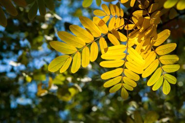 Doku, arka plan, desen. Mountain ash, sarı kırmızı yakut yaprak. Gül ailesinin bileşik yaprak, beyaz çiçekler ve kırmızı meyveler ile küçük bir yaprak döken ağaç.