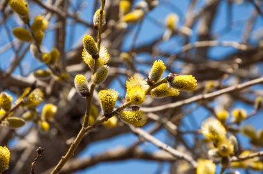 Bahar manzara. Willows şişmiş tomurcukları. Parlak sarı çiçek tomurcukları söğüt