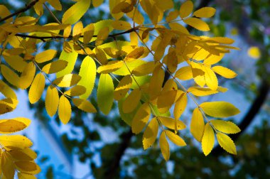 Doku, arka plan, desen. Mountain ash, sarı kırmızı yakut yaprak. Gül ailesinin bileşik yaprak, beyaz çiçekler ve kırmızı meyveler ile küçük bir yaprak döken ağaç.