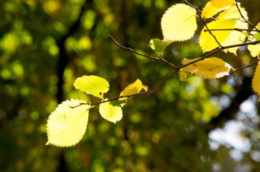 Parlak bir doğal ortamda yaprak. Sonbahar yaprakları ağaçların, sarı turuncu zemin. Sonbaharın arka plan bırakır. Güzel ve parlak sonbahar ağaçlar