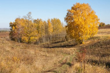 Sonbahar manzara, ağaç meşe akçaağaç sonbahar renkleri, eski çim boyanmıştı. Güzel renkli sonbahar yaprakları yeşil, sarı, turuncu, kırmızı topluluğu