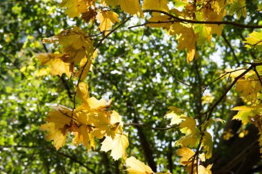 Doku, arka plan, desen. Akçaağaç Sonbahar ağaçta bırakır.