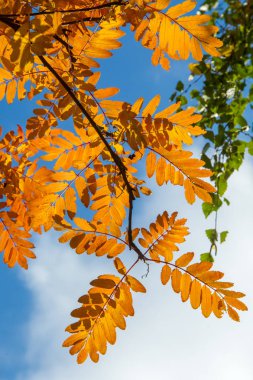 Doku, arka plan, desen. İlk kar. çiçek çiçek yatakta kar ile serpilir. Sonbahar, sıcak hava, hafif bir soğuk sonu