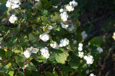 Doku, arka plan, desen. Ağaçlarda sonbahar, güzel sıkıcı zaman, parlak yaprakları dalları, yeşil kırmızı sarı
