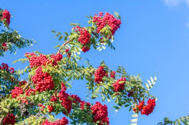 Doku, arka plan, desen. kırmızı bir ağaç, sarı yapraklarda sonbahar yaprakları. Rowan