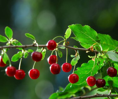 Kiraz şube büyüyor, Kırmızı Kiraz olgunlaştı