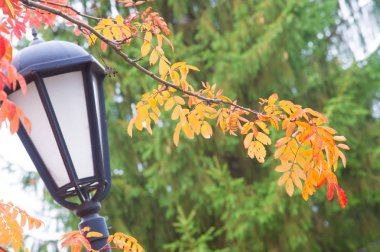 Doku, arka plan, desen. Mountain ash, sarı kırmızı yakut yaprak. Gül ailesinin bileşik yaprak, beyaz çiçekler ve kırmızı meyveler ile küçük bir yaprak döken ağaç.