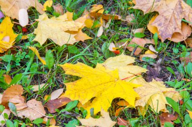 Doku, arka plan, desen. Sonbahar yaprakları yaprakları yere. Kırmızı sarı yakut