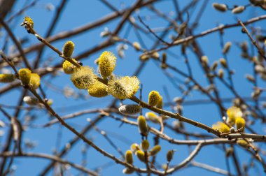 Bahar manzara. Willows şişmiş tomurcukları. Parlak sarı çiçek tomurcukları söğüt
