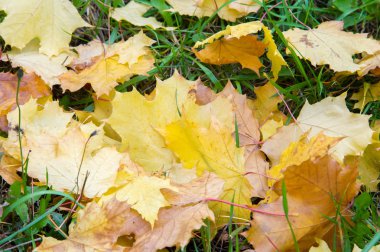 Doku, arka plan, desen. Sonbahar yaprakları yaprakları yere. Kırmızı sarı yakut