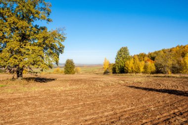 Sonbahar manzara. Alan bir sonbahar ağaç arka plan üzerinde sürme. renkli ağaçlar. kırmızı kahverengi renk sarı, altın. 