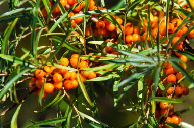 Deniz topalak ağaç. Deniz cehri bitkiler çok önemli doğal kaynaklar, Çin, Rusya ve Kanada prairies dağlık bölgelerde vardır. 