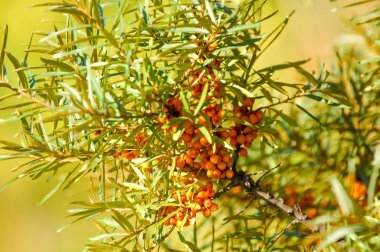 Deniz topalak ağaç. Deniz cehri bitkiler çok önemli doğal kaynaklar, Çin, Rusya ve Kanada prairies dağlık bölgelerde vardır.