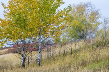 doğal manzara. Sonbahar manzara. Kırmızı ve sarı yaprakları ağaçlar ve çalılar leke. Pastırma yazı. Yılın en güzel zamanı
