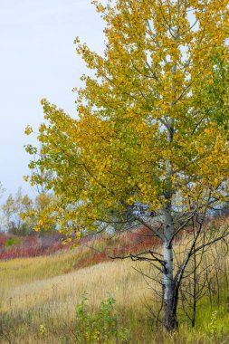 doğal manzara. Sonbahar manzara. Kırmızı ve sarı yaprakları ağaçlar ve çalılar leke. Pastırma yazı. Yılın en güzel zamanı