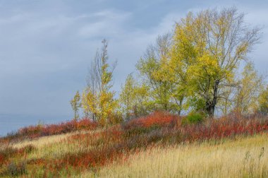 doğal manzara. Sonbahar manzara. Kırmızı ve sarı yaprakları ağaçlar ve çalılar leke. Pastırma yazı. Yılın en güzel zamanı