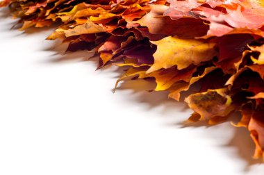 Doku, arka plan, desen. Sonbahar sonbahar akçaağaç yaprakları. Mevsimlik bir ağacının yaprakları