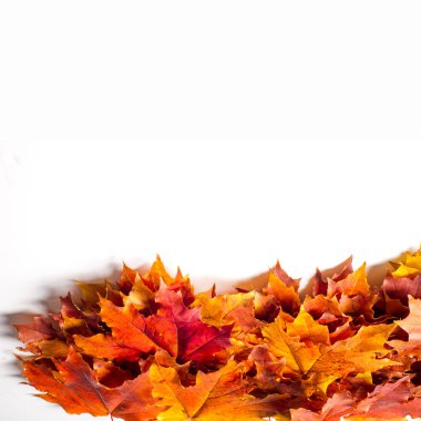 Doku, arka plan, desen. Sonbahar sonbahar akçaağaç yaprakları. Mevsimlik bir ağacının yaprakları