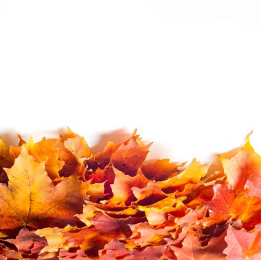 Doku, arka plan, beyaz bir arka plan üzerinde sonbahar akçaağaç yaprakları. bir ağaç ya da çalı loblu yaprakları, kanatlı meyve ve bir süs ve onun ahşap veya için şurup gibi sap yetiştirilen renkli sonbahar yaprakları.