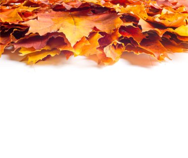 Doku, arka plan, beyaz bir arka plan üzerinde sonbahar akçaağaç yaprakları. bir ağaç ya da çalı loblu yaprakları, kanatlı meyve ve bir süs ve onun ahşap veya için şurup gibi sap yetiştirilen renkli sonbahar yaprakları.