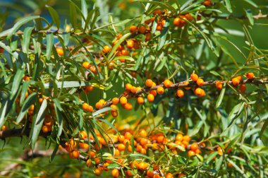 Deniz topalak ağaç. Deniz cehri bitkiler çok önemli doğal kaynaklar, Çin, Rusya ve Kanada prairies dağlık bölgelerde vardır.