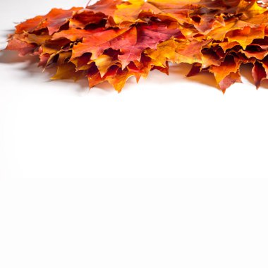 Doku, arka plan, desen. Sonbahar sonbahar akçaağaç yaprakları. Mevsimlik bir ağacının yaprakları