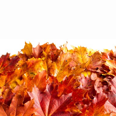 Doku, arka plan, desen. Sonbahar sonbahar akçaağaç yaprakları. Mevsimlik bir ağacının yaprakları