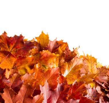 Doku, arka plan, beyaz bir arka plan üzerinde sonbahar akçaağaç yaprakları. bir ağaç ya da çalı loblu yaprakları, kanatlı meyve ve bir süs ve onun ahşap veya için şurup gibi sap yetiştirilen renkli sonbahar yaprakları.