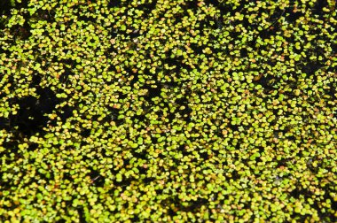 Bir bataklık, Tina, duckweed bir resim. Büyük miktarlarda kez yüzeyde belirgin bir sürekli yeşil katman oluşturan durgun su üzerinde yüzen küçük bir su çiçekli bitki.