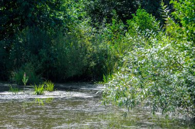 Yaz manzara. Bataklık, marsh, bataklık, quagmire, sazlık, durgun. Yüzölçümü düşük, ekilmemiş yer nerede su toplar; Bir bataklık ya da bataklık.