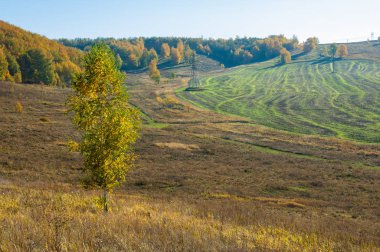 Sonbahar manzara, ağaç meşe akçaağaç sonbahar renkleri, eski çim boyanmıştı. Güzel renkli sonbahar yaprakları yeşil, sarı, turuncu, kırmızı topluluğu