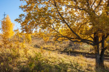Sonbahar manzara, ağaç meşe akçaağaç sonbahar renkleri, eski çim boyanmıştı. Güzel renkli sonbahar yaprakları yeşil, sarı, turuncu, kırmızı topluluğu