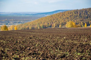 Sonbahar manzara. Alan bir sonbahar ağaç arka plan üzerinde sürme. renkli ağaçlar. kırmızı kahverengi renk sarı, altın. 