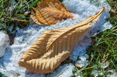 Parkta, ilk kar, kar yaprakları sonbaharda. Kuzey Afrika Sonbahar, kırmızı sarı yapraklar