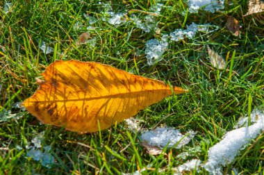 Parkta, ilk kar, kar yaprakları sonbaharda. Kuzey Afrika Sonbahar, kırmızı sarı yapraklar
