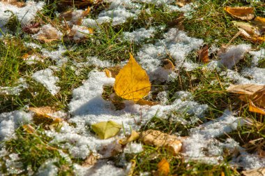 Parkta, ilk kar, kar yaprakları sonbaharda. Kuzey Afrika Sonbahar, kırmızı sarı yapraklar